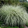 Miscanthus Rigoletto